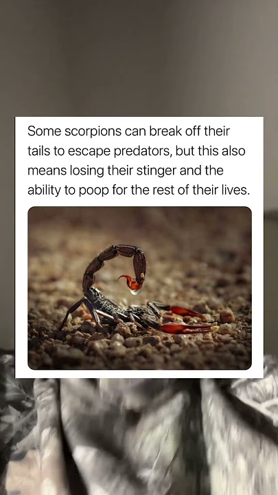 The abilities of scorpions