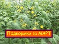 Подкормки томатов в МАРТЕ!!!