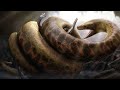 Titanoboa a maior cobra já descoberta