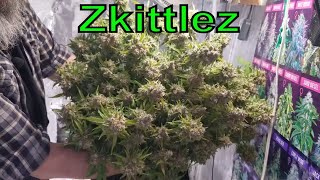 Zkittlez Autoflower Harvest and Topping The AutoPot Grow. #MarsHydro #ILGM