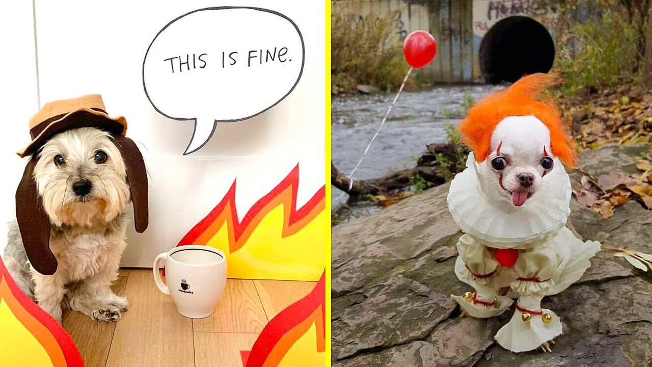 Best Halloween Pet Costume Ideas YouTube