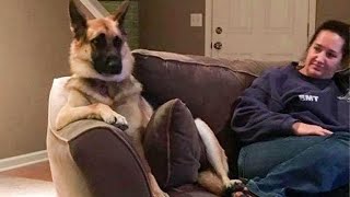 German Shepherd thinks he’s human  FUNNIEST Dogs