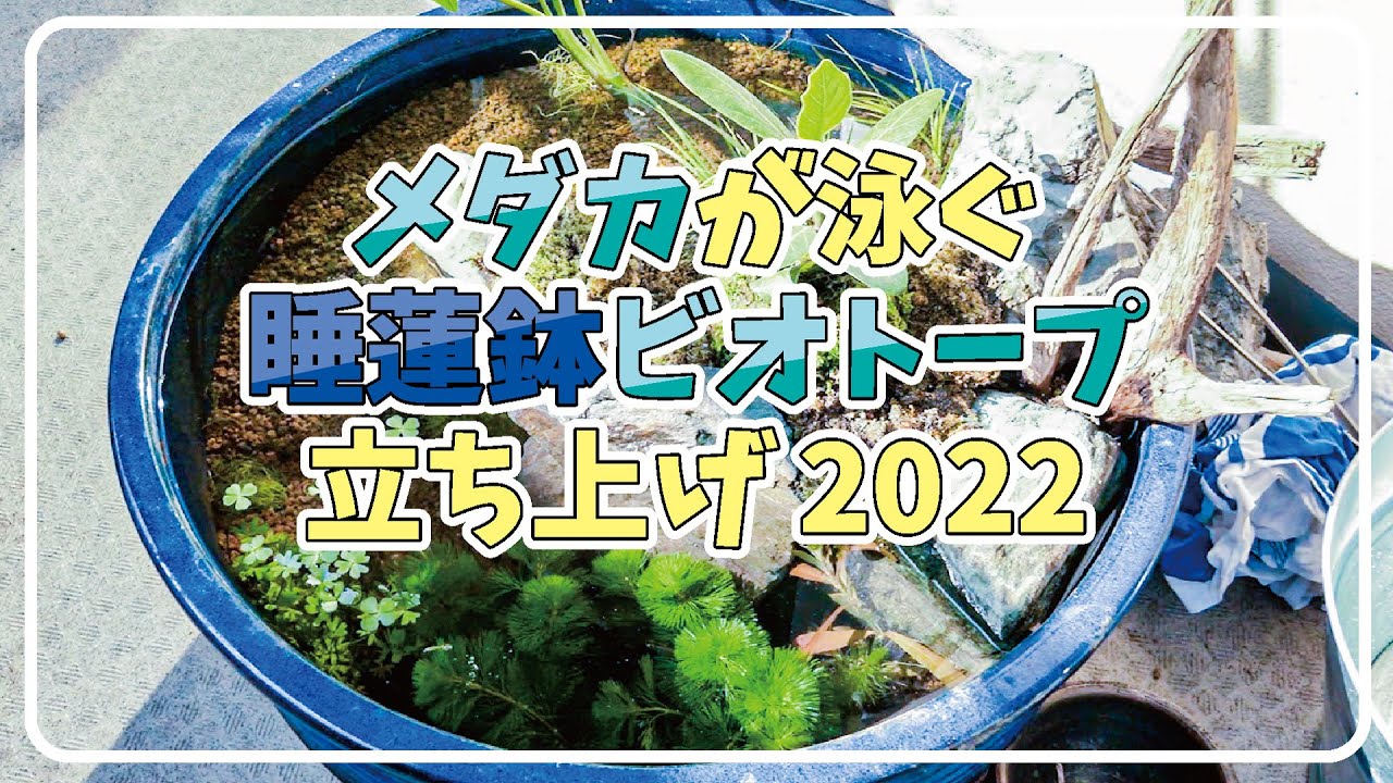 マンションのベランダでビオトープ 一気に雰囲気が出る 定番水草を入れてメダカ睡蓮鉢立ち上げ Youtube