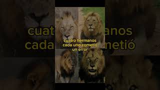 MrT vs Selatis leon lion leones animals lions bigcat safari bigcats
