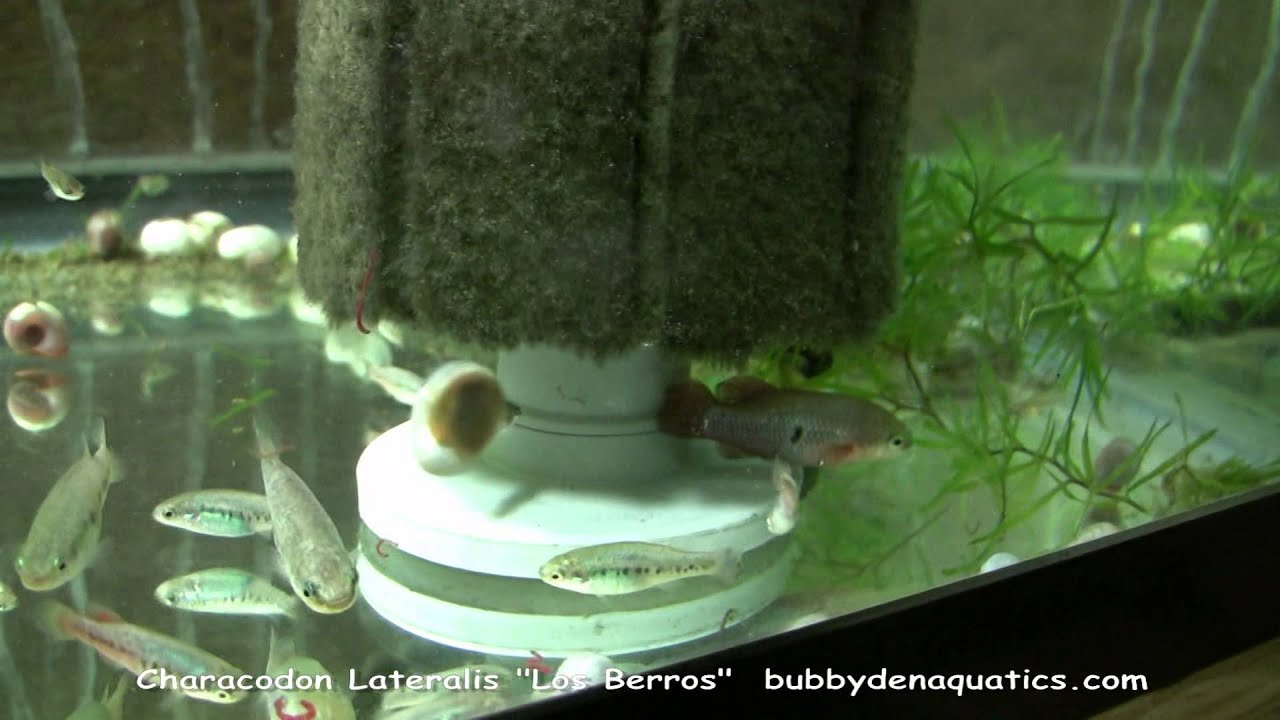 Characodon Lateralis "Los Berros"