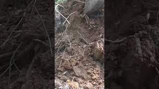 Vídeo de Al Sam - Diamond Trees