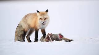 Fox eats another Fox! A wildlife photography vlog.