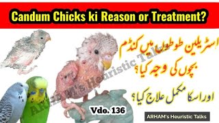 Condum chicks of Australian parrots, Reasons with Treatment in urdu by |Arham|., Vdo. 136 screenshot 2