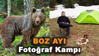 Boz Ayı Fotoğraf Kampı - Grizzly Bear Photo Camp Boz Ayı Fotoğraf Kampı - Grizzly Bear Photo Camp