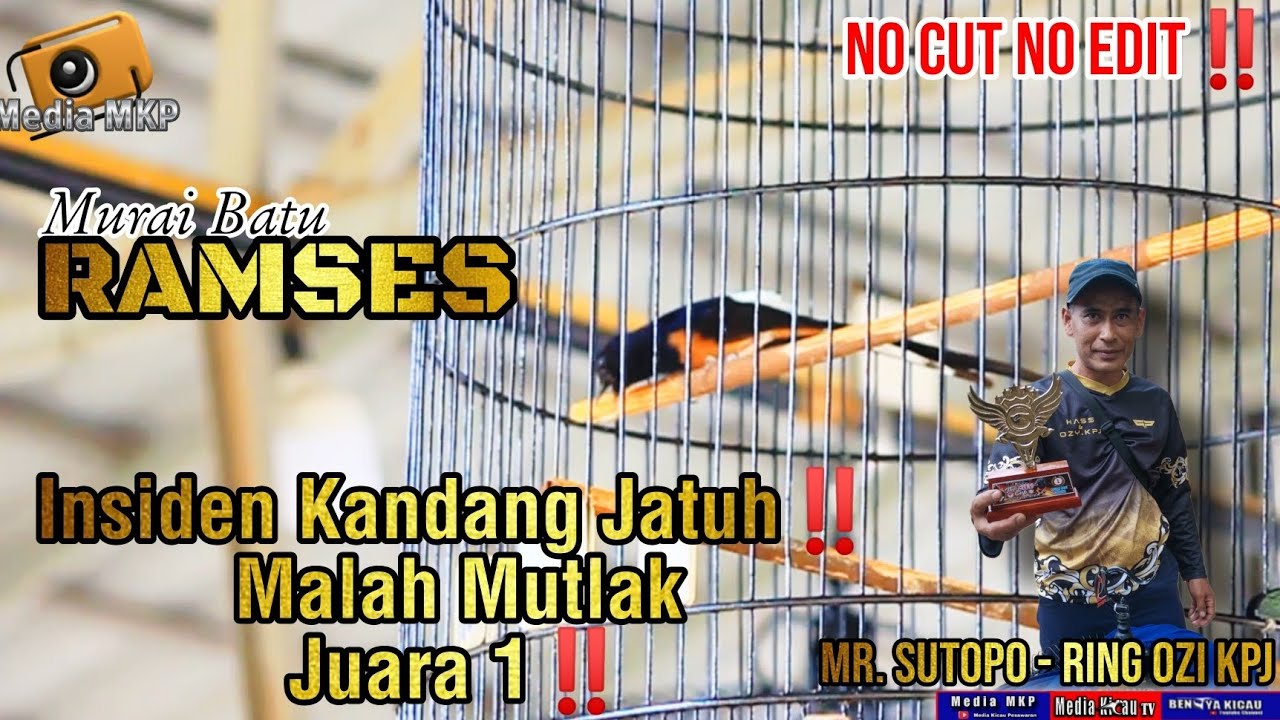 INSIDEN KANDANG JATUH‼️ RAMSES MALAH KONCER MERAH MUTLAK😱‼️