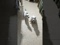 JRT Cupcake and Nano Ep.1 Dog Howling