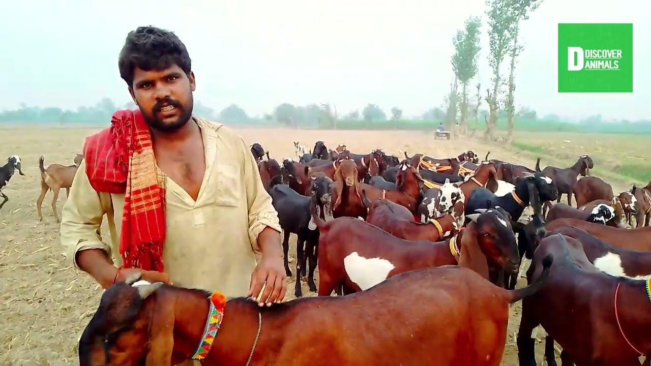 Maqbool Beetal Goats| Real Beetal Goats| Discover Animals