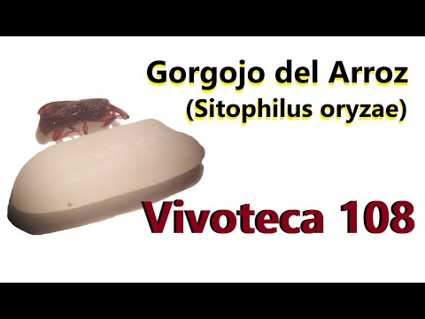 Video: Gorgojo Glotón Del Arroz