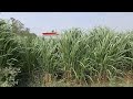 Napier Grass