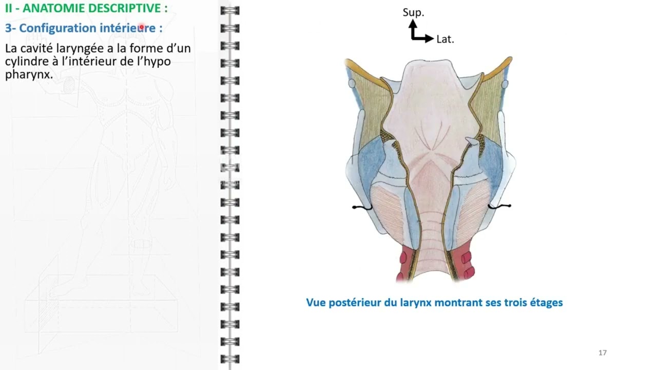 Le nerf vague (X) - Laboratoire d'anatomie - Faculté de Médecine de  Marrakech