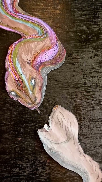 El Gran Maja VS Ular Falak #shorts