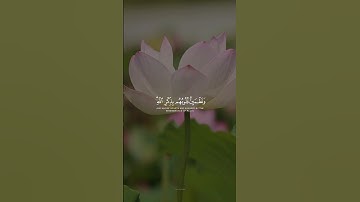 الَّذِينَ آمَنُوا وَتَطْمَئِنُّ قُلُوبُهُم بِذِكْرِ اللَّهِ || القارئ طارق محمد