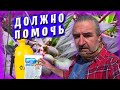 ЖИЗНЬ В ГРЕЦИИ / Борьба с вредителями и сорняками / МУШМУЛА