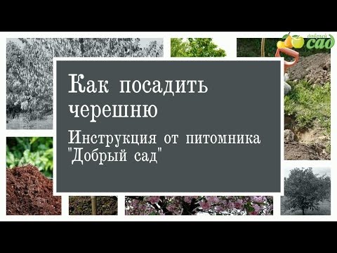 Вопрос: Нужно ли у черешни заглублять корневую шейку?