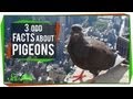 3 Odd Facts About Pigeons