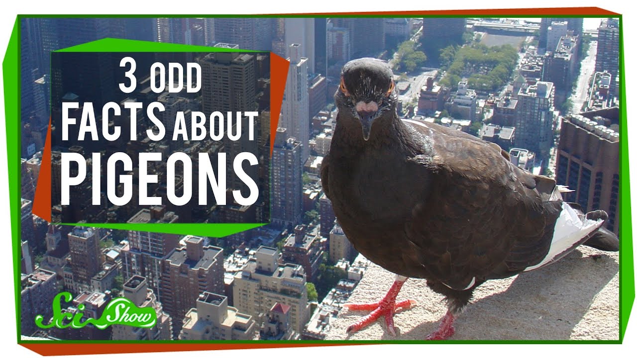 3 Odd Facts About Pigeons