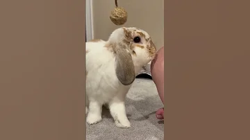Bunnies Offended By Treatos Bunny Rabbit Cute Cutepets Love Adorable Bunnies Rabbits 