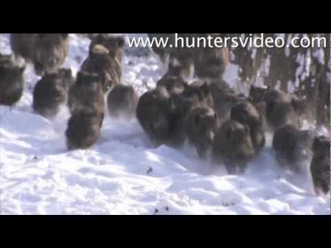 Wild Boar Fever 2 - Hunters Video