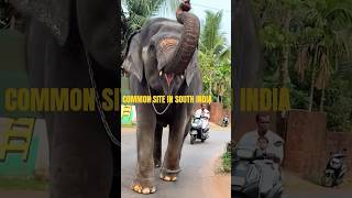 COMMON SIGHT IN SOUTH INDIA #commonsight #southindia #elephant #trumpets #salutes