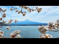 Live japan mt fuji sakura walk  exploring cherry blossom spots around lake kawaguchiko