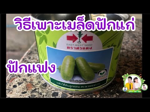 วิธีปลูกฟักแก่(ฟักแฟง)ฟักลูกใหญ่ Ep.1 วิธีเพาะเมล็ดฟักแก่ เตรียมเมล็ดเตรียมดิน|เกษตรสุขcakekimyou