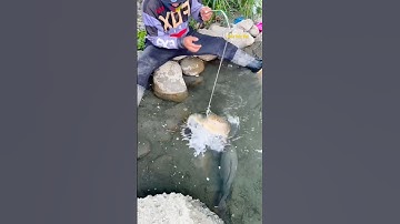Cá Lớn - bẫy Cá Chép Khủng bằng thòng lọng 😱 #khacthuyvlogg