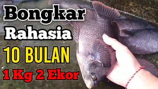 BONGKAR RAHASIA CARA AGAR IKAN GURAME CEPAT BESAR #budidayaikangurame