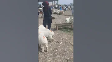 Balochistani Sheeps 
