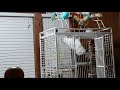 Willow The Umbrella Cockatoo Goes Full Monkey
