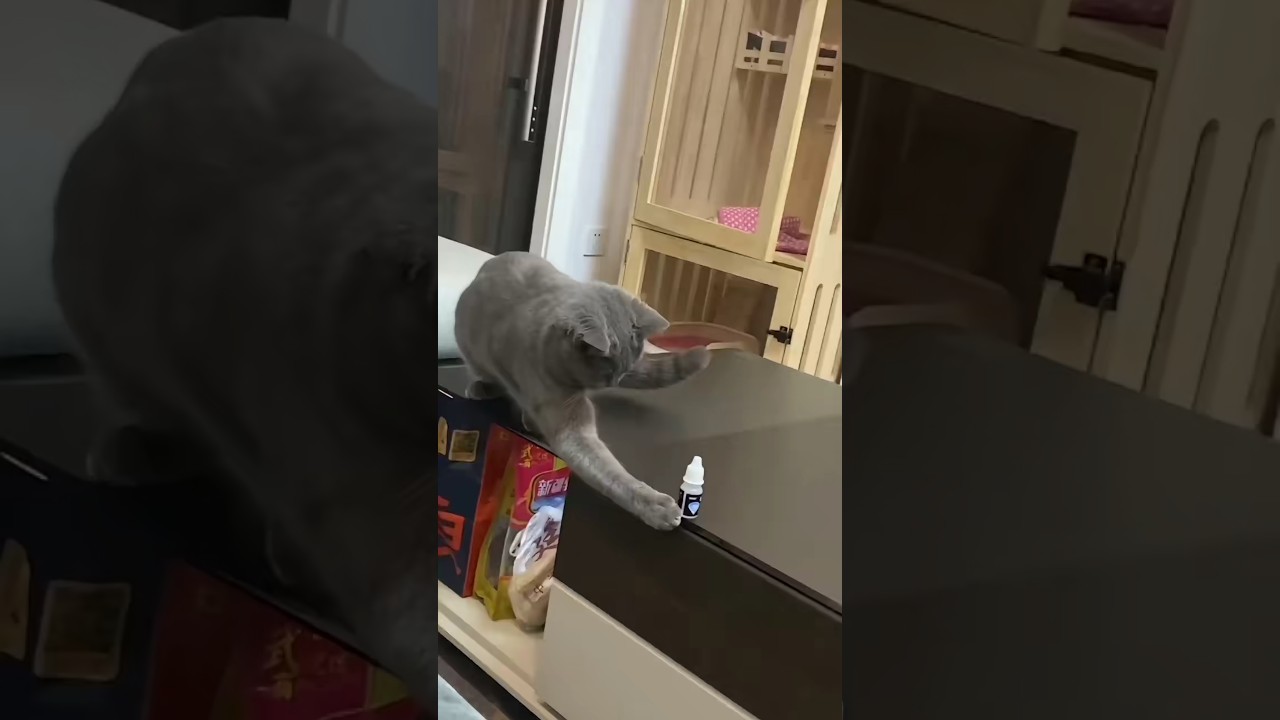 Professional tutor for cats with bad claws 