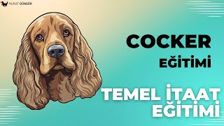 Cocker Eğitimi - Köpek Temel İtaat Eğitimi #köpekeğitimi