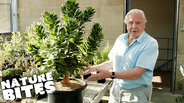 David Attenborough's Miracle Plant Took 200 Years To Grow | Nature Bites