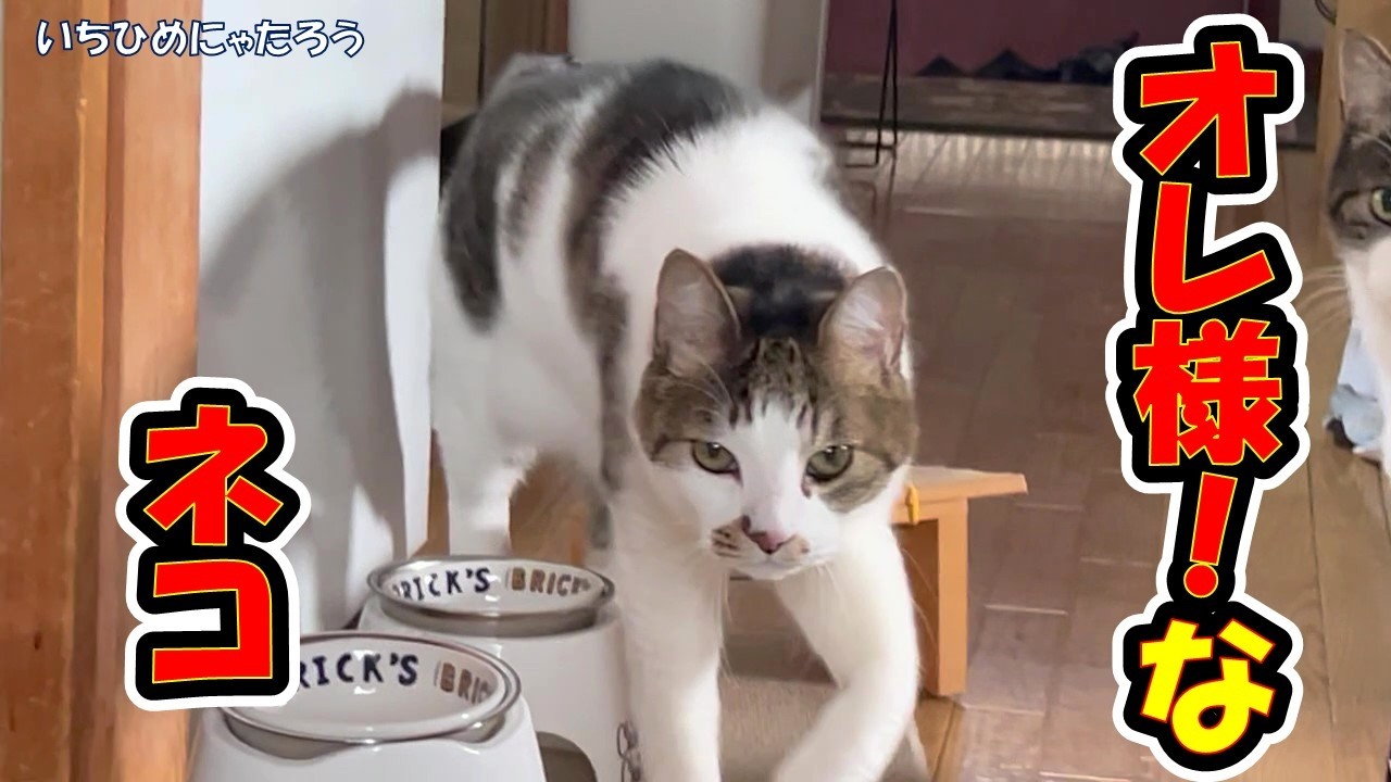 可愛くて憎めない「オレ様」状態のネコ兄弟🤣😽💞 Cats that do