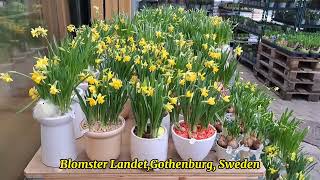 Blomster Landet,Gothenburg,Sweden🇸🇪 #blomsterlandet #sweden /A huge shop for flowers & gardening🪴🌲🌴🌳