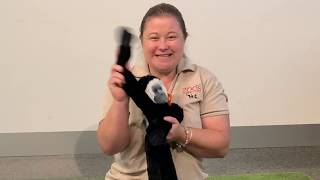 A to Zoo - Week 7 - Colobus monkey