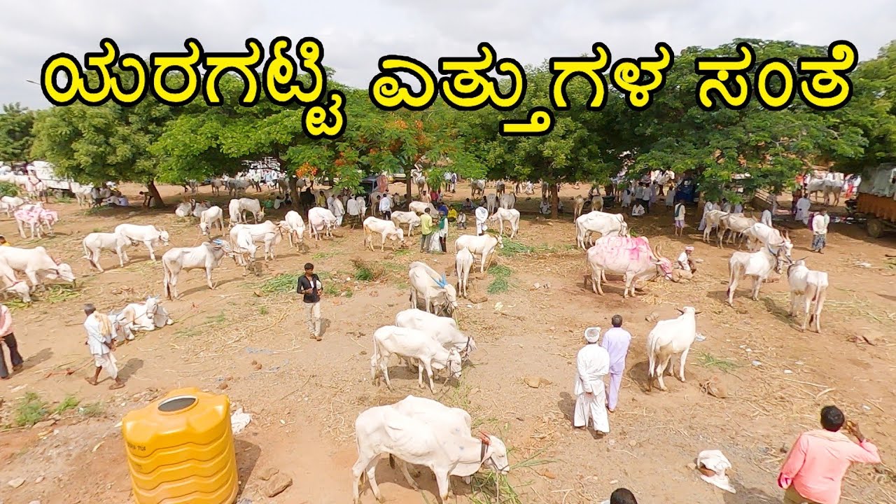 Yaragatti bulls market ಯರಗಟ್ಟಿ ಎತ್ತುಗಳ ಸಂತೆ