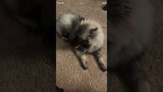 And Yukis Sissy Too Together Our Everythings