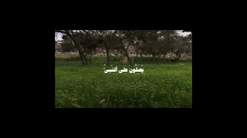 طمأنينة.. #قرآن_كريم #سورة_الاحزاب #اترك_اثرا_طيبا_بذكر_الله