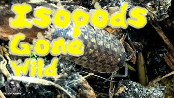Isopods gone wild: Searching for isopods in our own backyard, where they came from and their care