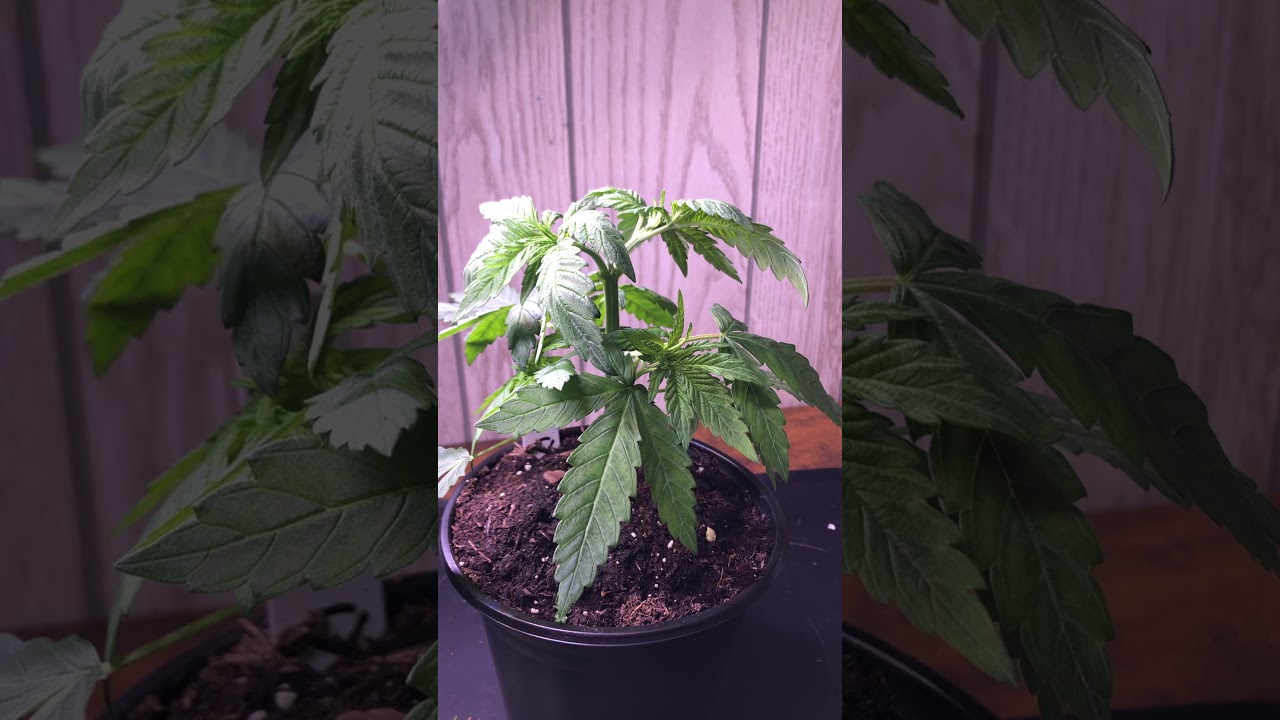 Brothers Grimm seeds. Cinderella 99 x Riddle OG tester. 