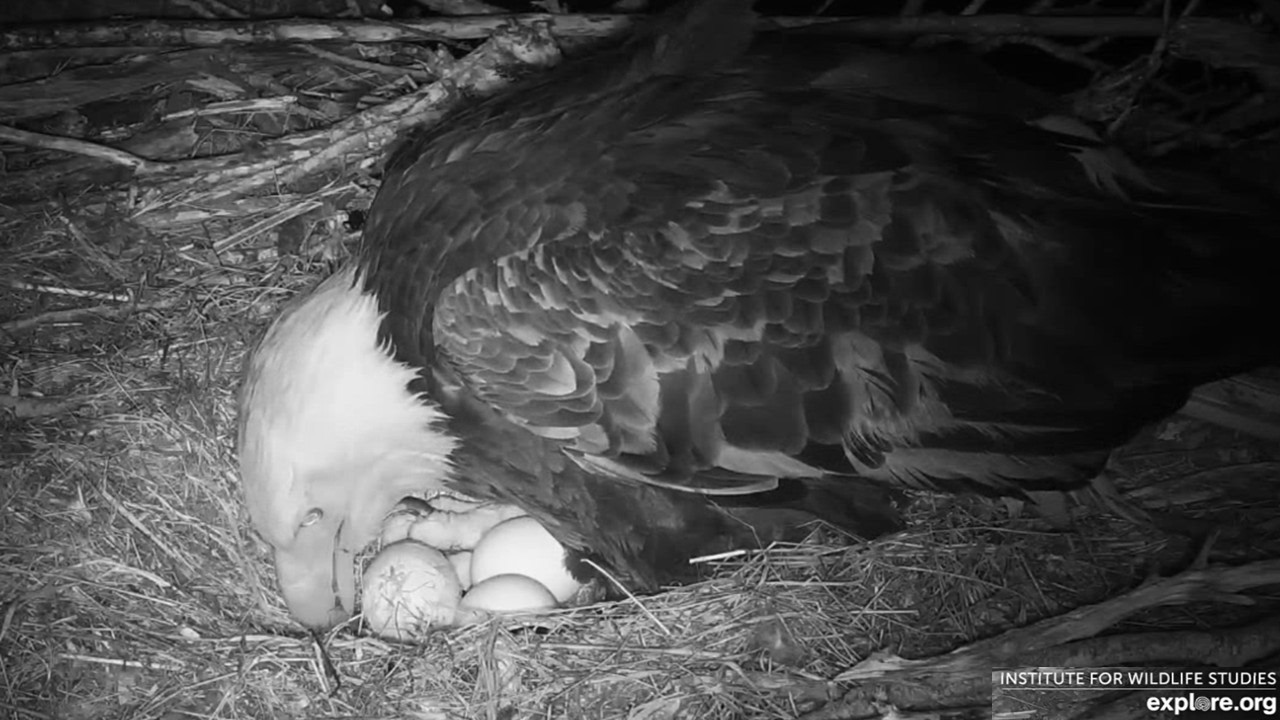 Two Harbors Eagles🦅Long Labor for Cholyn's 3rd Egg⌛First Peek Shows Breakage💔explore.org 2026 Mar 2