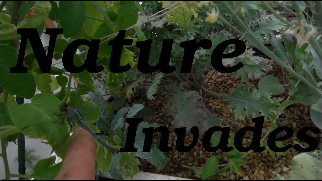 Nature Invades Lava Rock Aquaponics YouTube