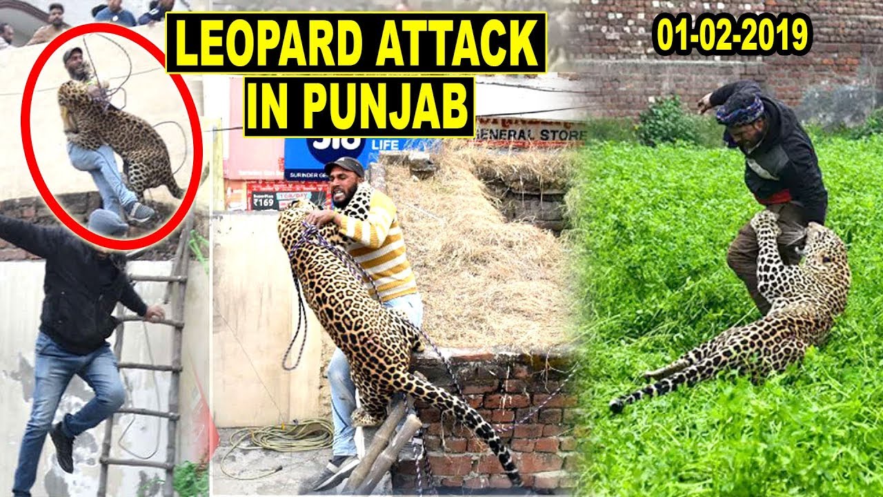 Leopard enters Indian Village in Jalandhar, Punjab, Attacks People