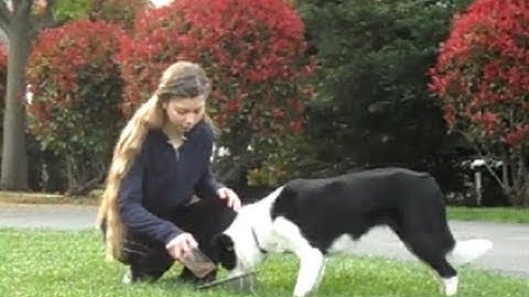 5 Food Aggression Exercises - positive reinforcement