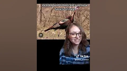 Appalachian Temperate Rainforest